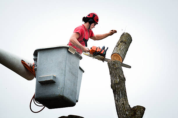 Best Tree Maintenance Programs  in Holualoa, HI